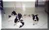 chiot10.jpg (32056 octets)