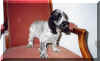 chiot11.jpg (30897 octets)