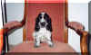 chiot12.jpg (33128 octets)