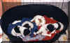 chiot3.jpg (33480 octets)