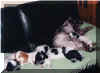 chiot4.jpg (27333 octets)