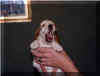 chiot5.jpg (19614 octets)