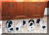 chiot6.jpg (34787 octets)