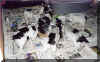 chiot8.jpg (48767 octets)