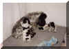 chiot9.jpg (34727 octets)