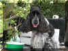 margaux4.jpg (60379 octets)