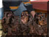 shokotauuniq.jpg (44252 octets)