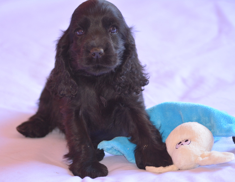 chiot 1