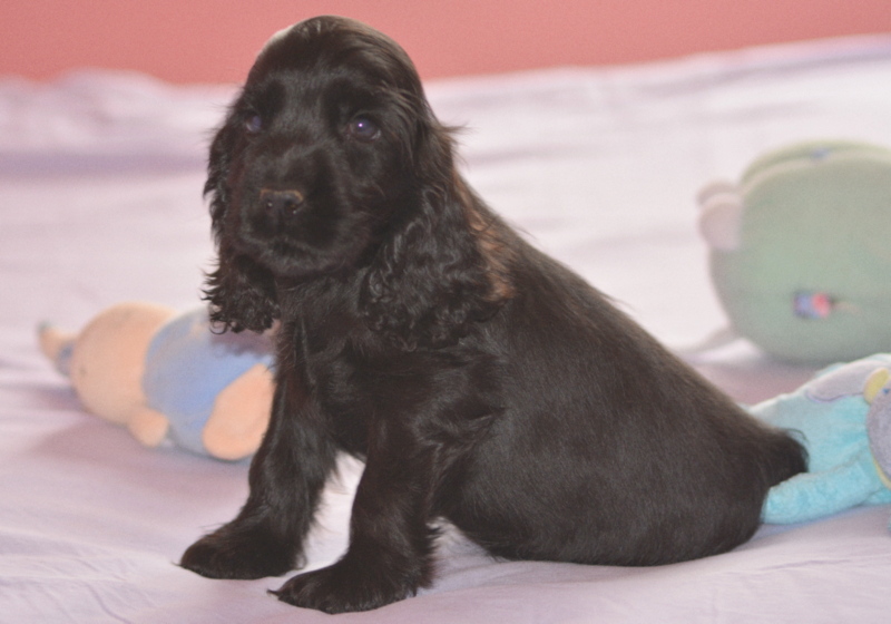 chiot 2