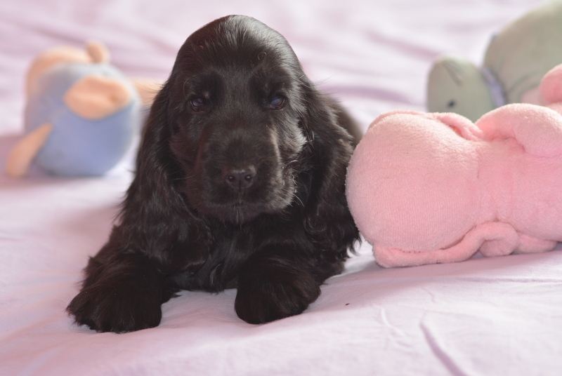 chiot 3