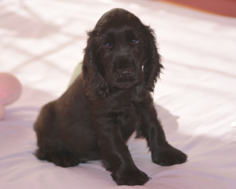 chiot 5