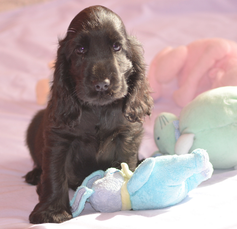chiot 6