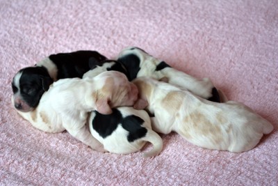 Chiots de Lara et Bob