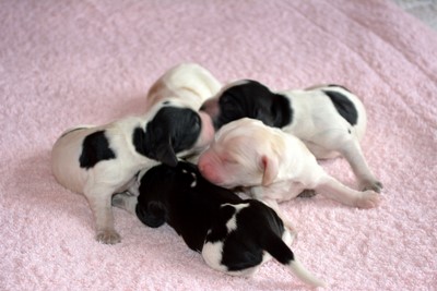 Chiots de Lara et Bob