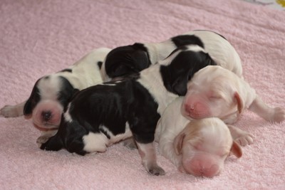 Chiots de Lara et Bob