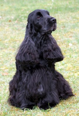 Barry Lindon du Charme aux Loups Barry Lindon