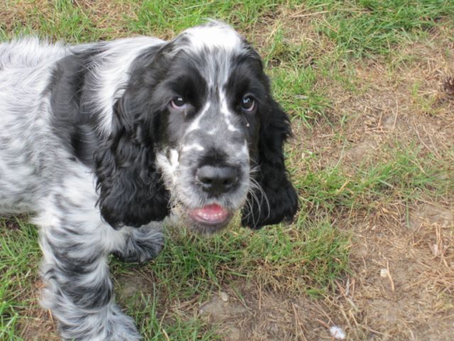 Gus