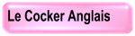 Cocker Anglais