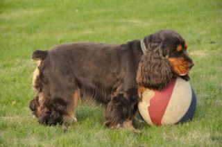 Dexter et son ballon