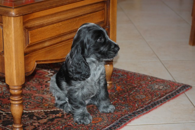 Gary
