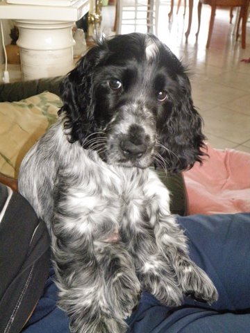 Gladys