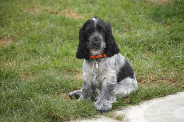 Gus