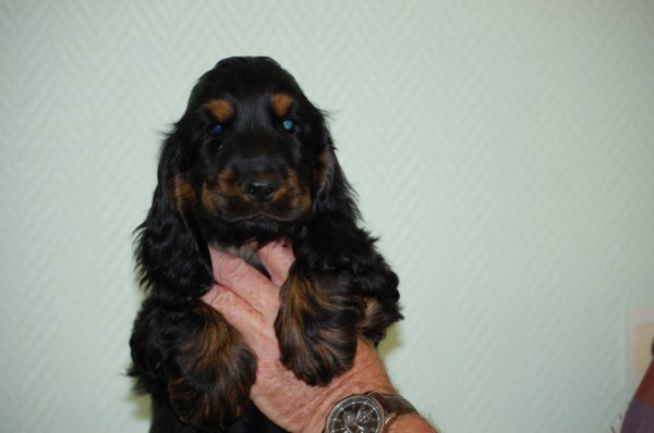 Humphrey  11 semaines