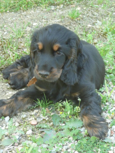 Humphrey