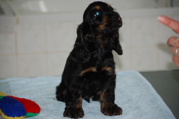 Humphrey
