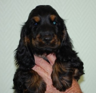 Humphrey