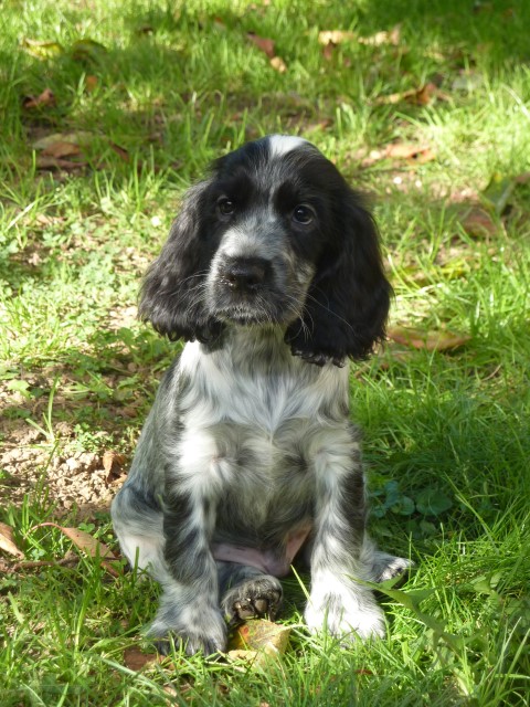Idefix