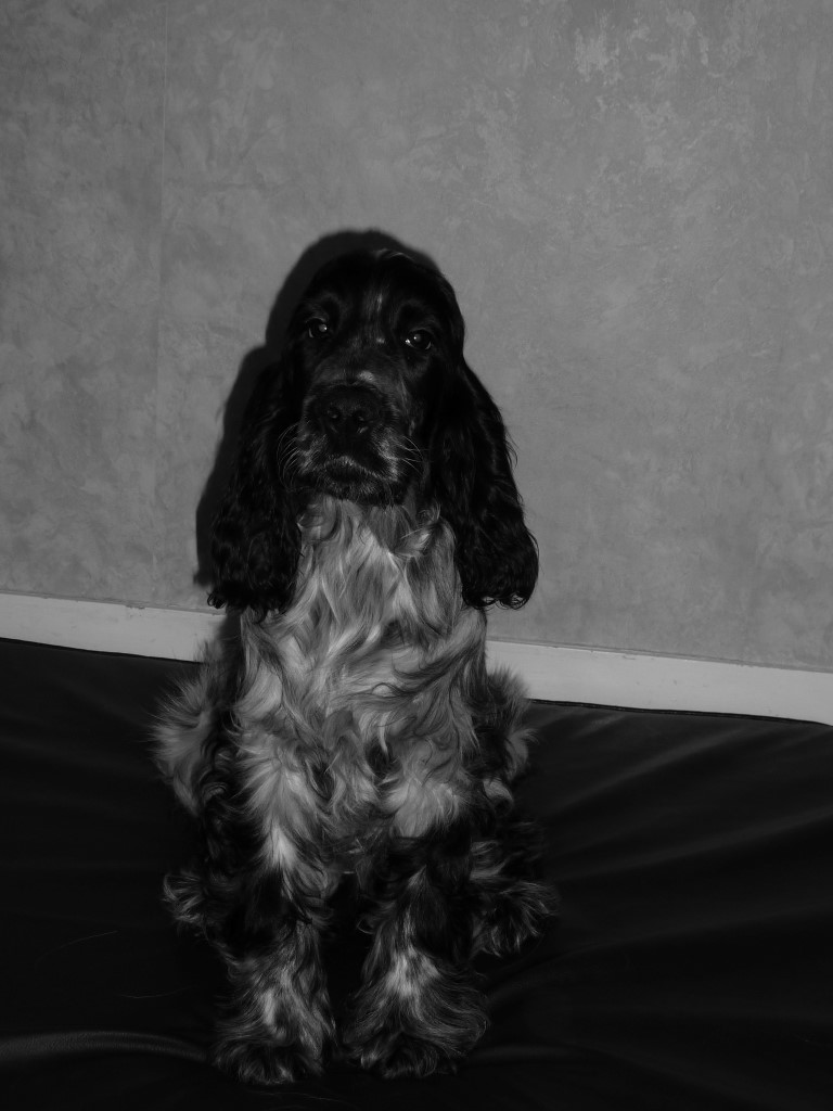 Idefix-janvier-2014