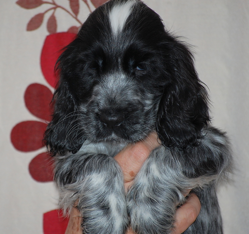Idefix