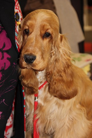 jo fvrier 2015