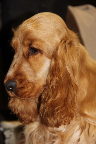Jo fvrier 2015
