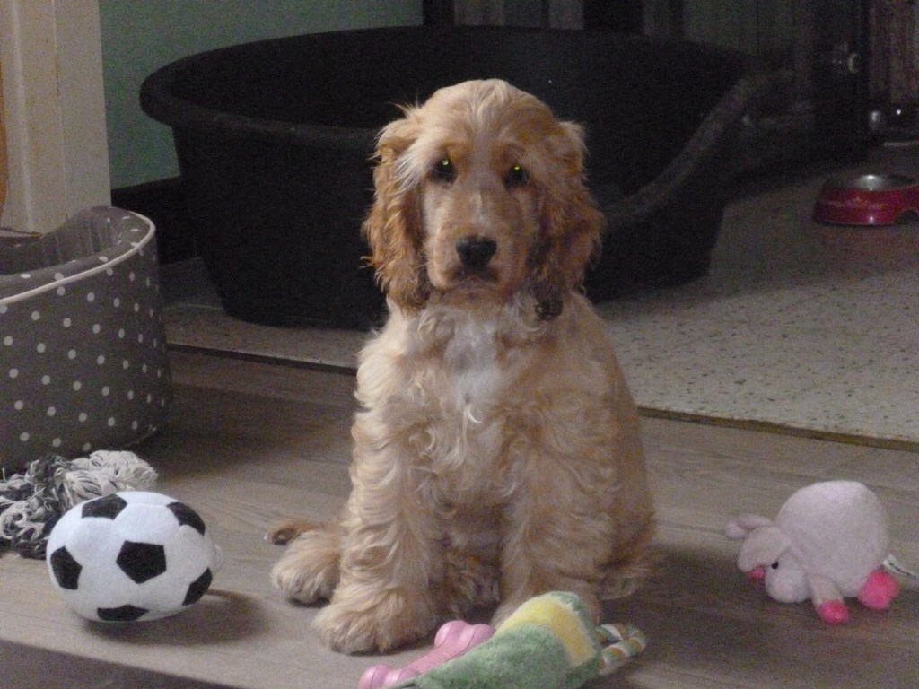 Jo Nice Golden