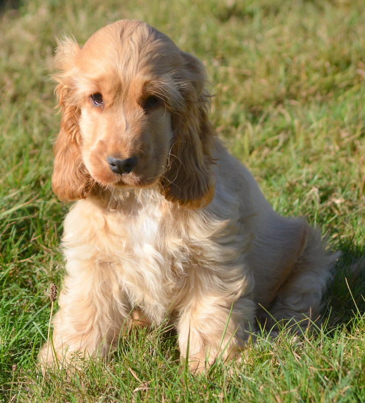 Jo Nice Golden
