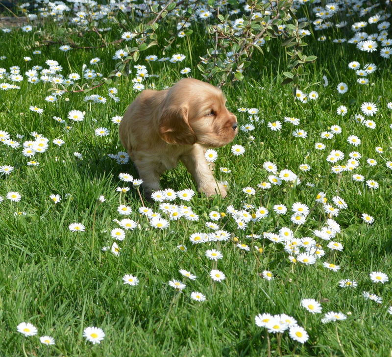 Jo Nice Golden