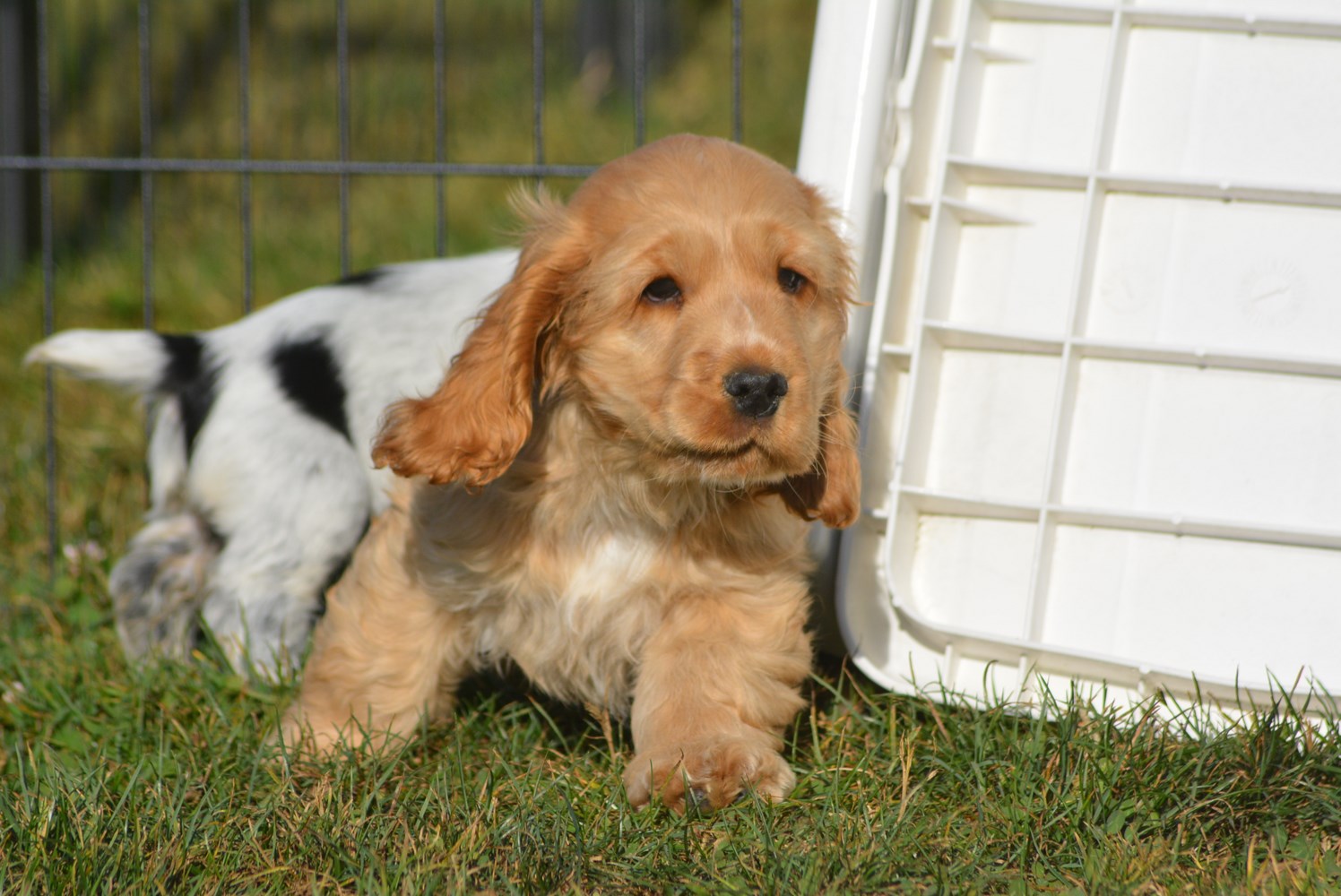 Jo Nice Golden