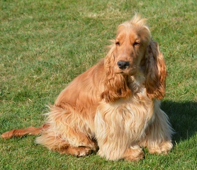joe-nice-golden-expo-1