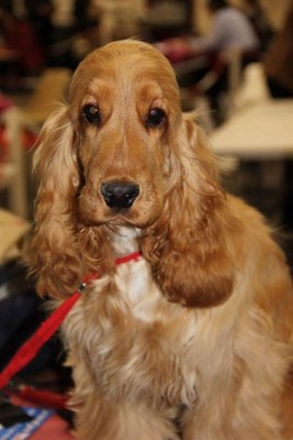 joe-nice-golden-expo-2