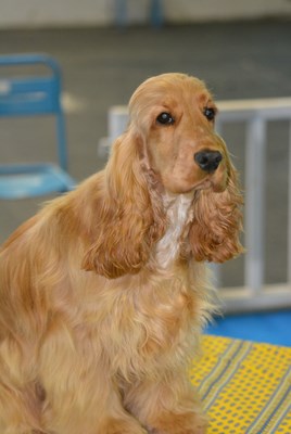 joe-nice-golden-expo-3
