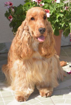 joe-nice-golden-expo-4