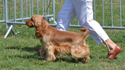 joe-nice-golden-expo-5
