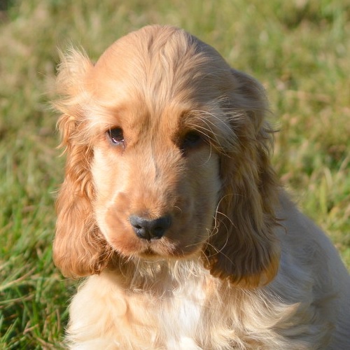 Jo Nice Golden