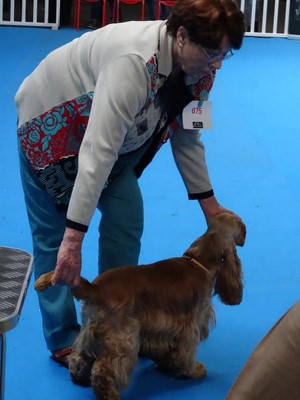 Joe Nice Golden National d'levage 2016