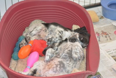 Lolita Blue en plaine sieste