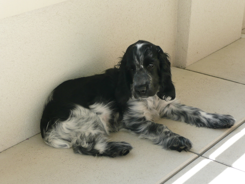 Lucky se repose