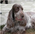Greta