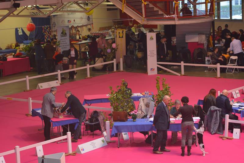 Elevege du Charme aux Loups Expo canine Bourges 17 02 2018